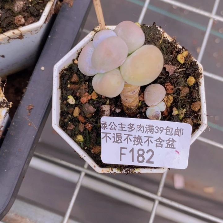 芭比奶洛182多肉植物