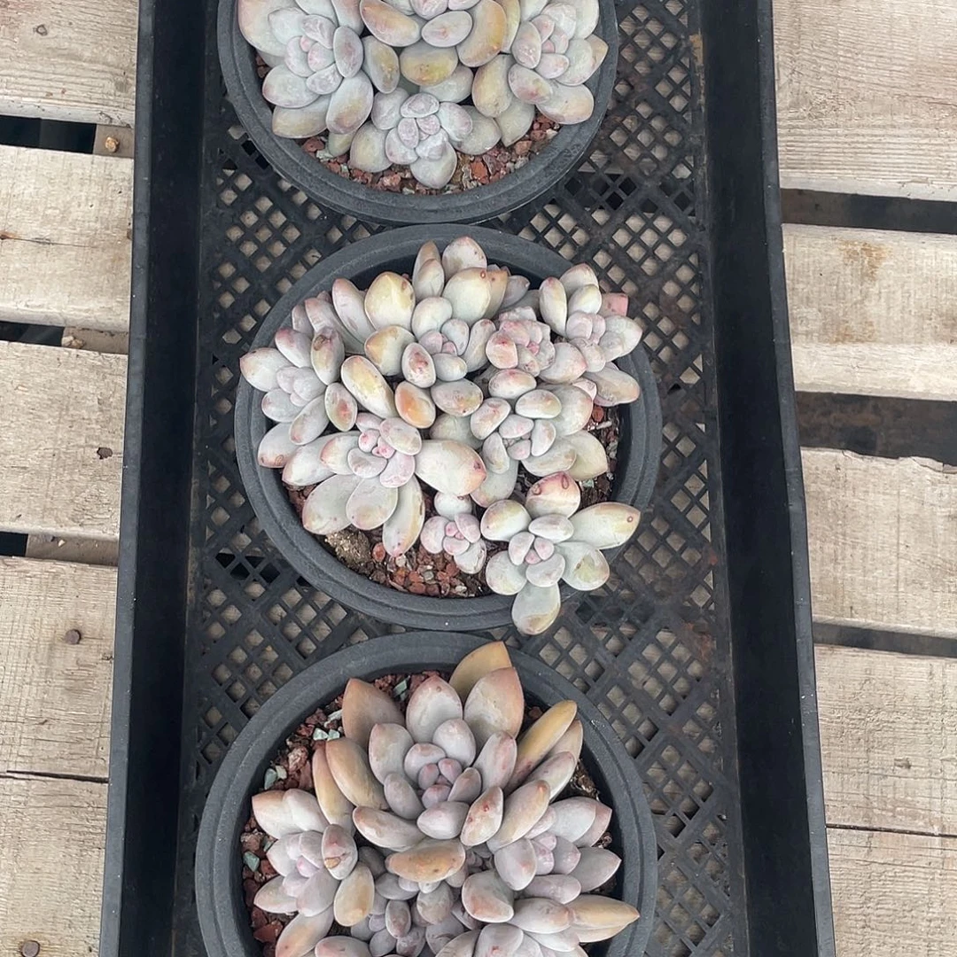 1号香水，三个一组