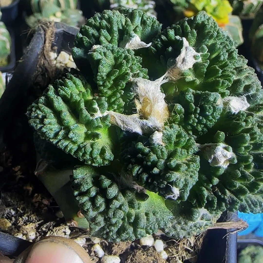 哥斯拉799仙人球开花