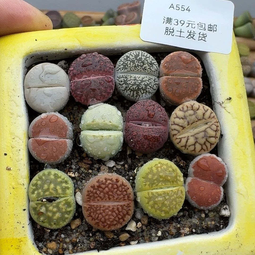 554多肉哈哈哈哈哈哈哈哈
