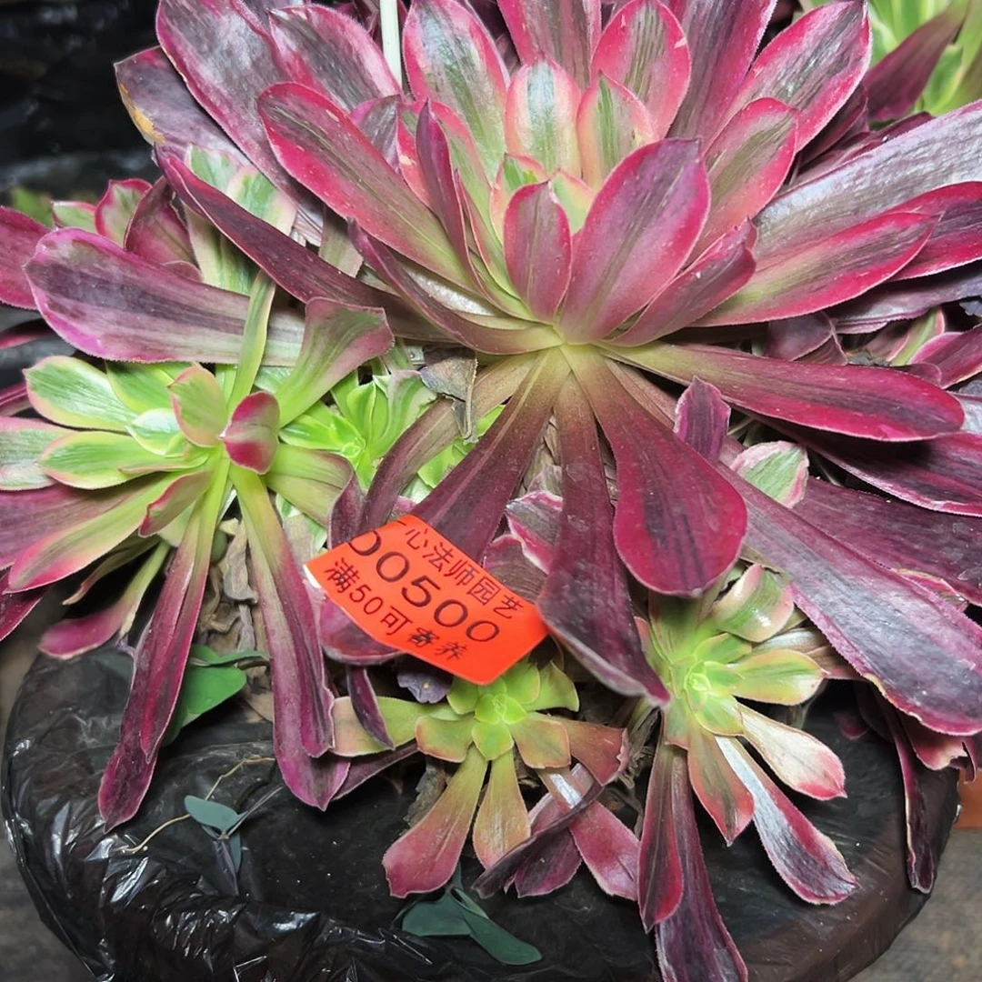 500阴阳、花脸、稀有基因