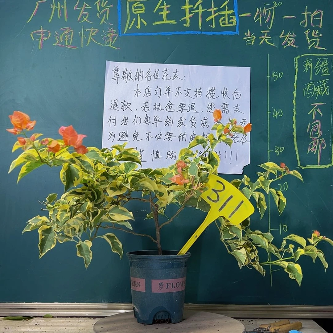 当前无花栽培后可以开花橙冰 311