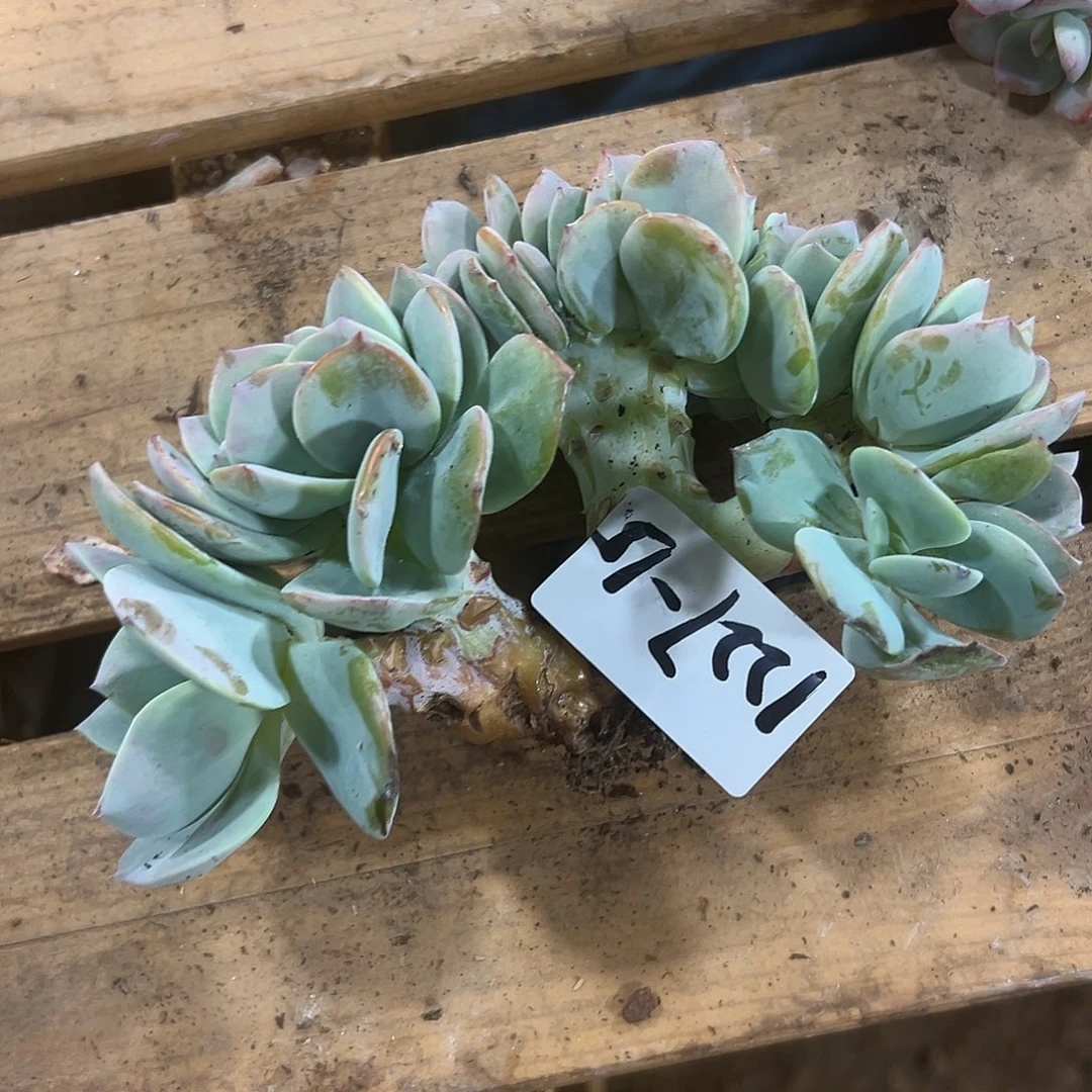 串***猫1227-15白凤朵朵缀多肉