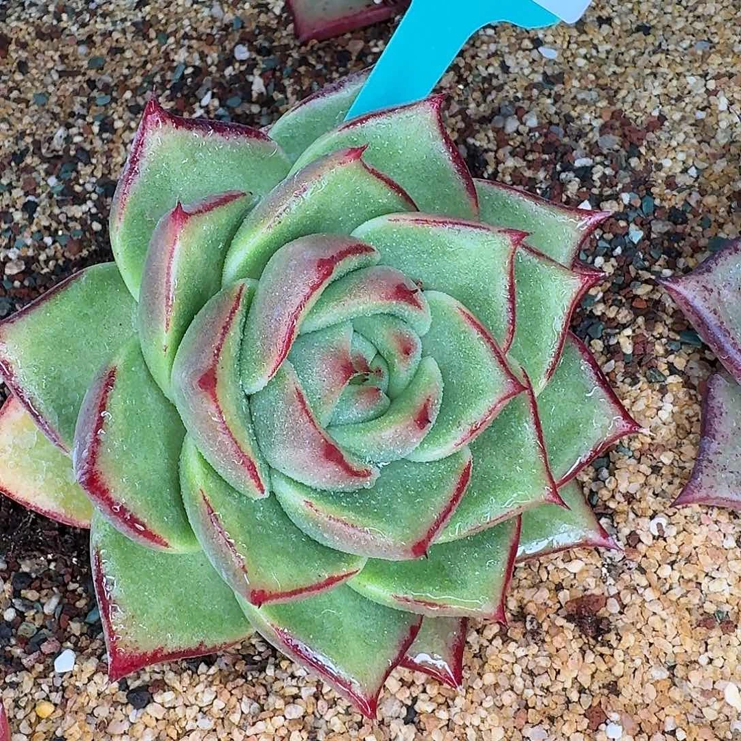 从前慢花园多肉0130-224