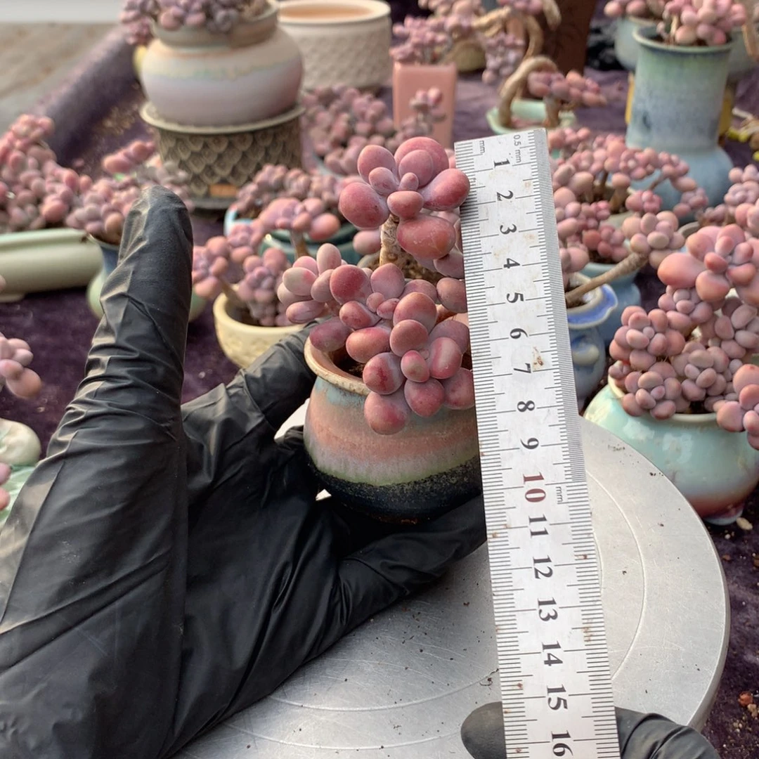 6感带盆偏远地区不包邮的