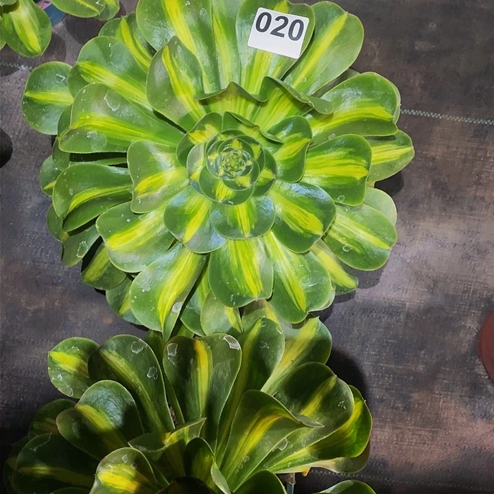 玄*子多肉法师20号暴君发货