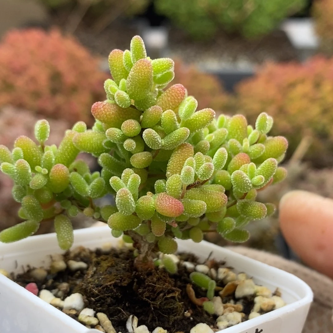蜜橘糖球6876枝干番杏