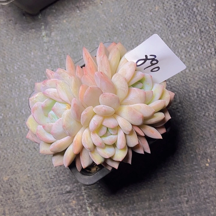 珠*890////////////////