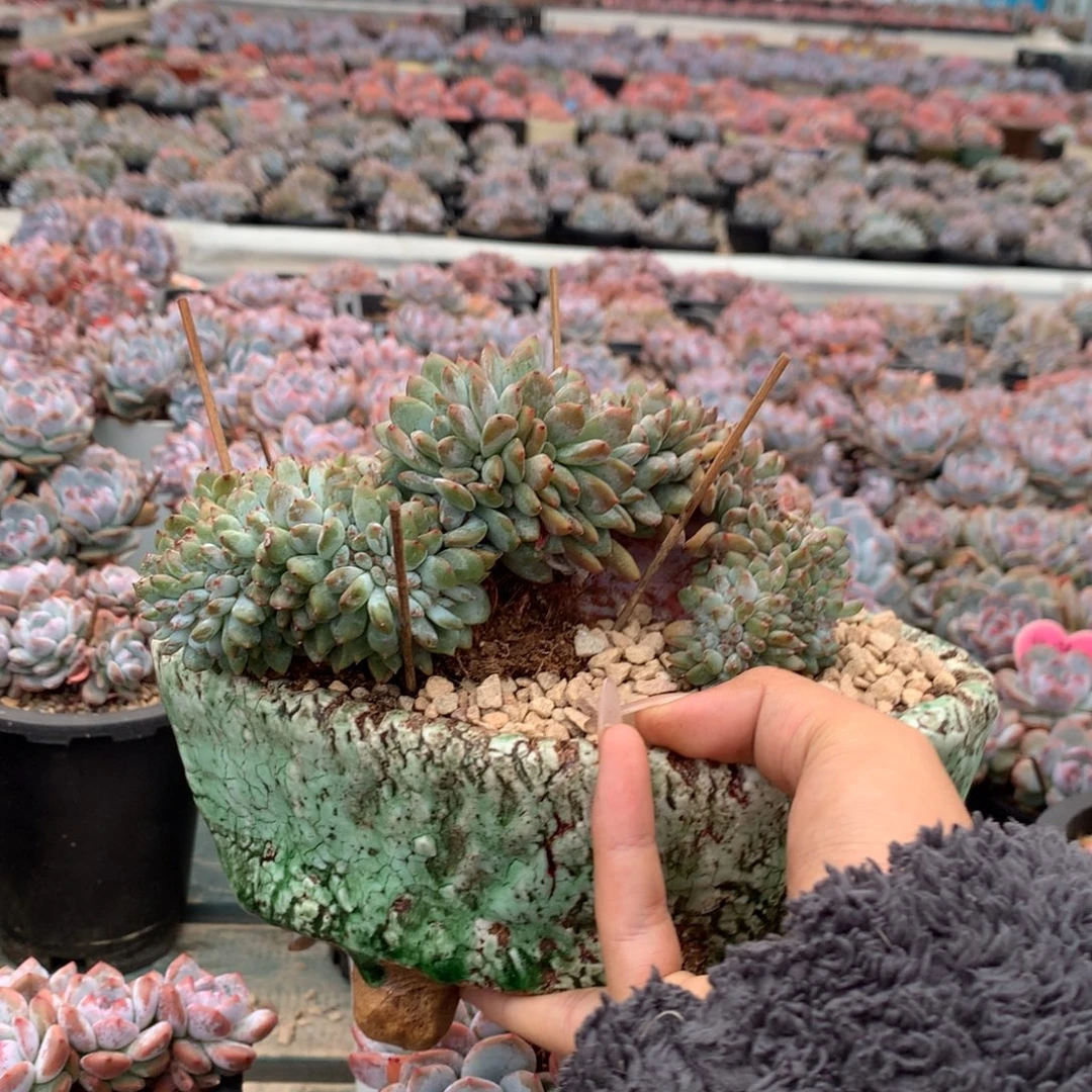 石榴籽缀化花花花花