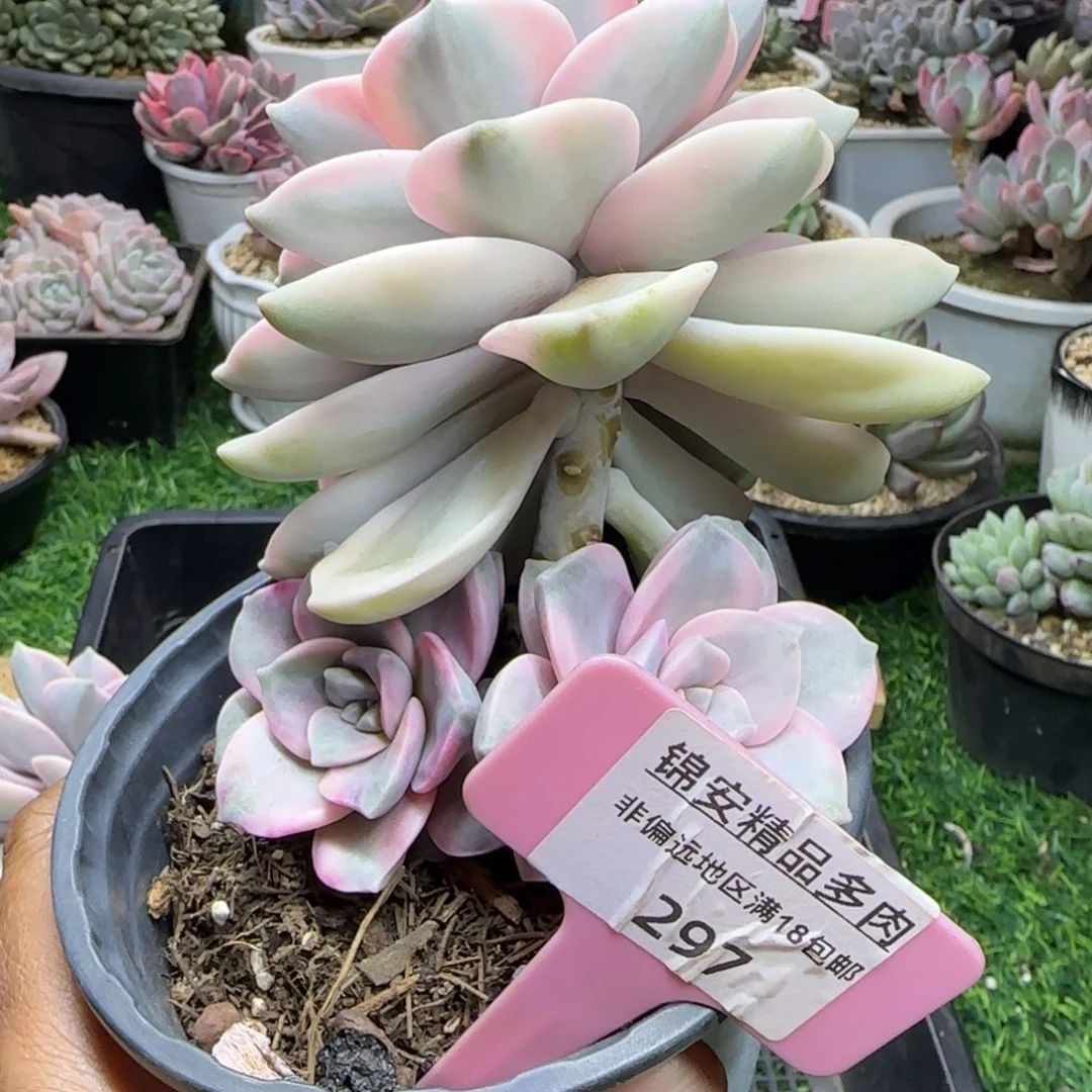 卡***?锦安精品多肉植物297