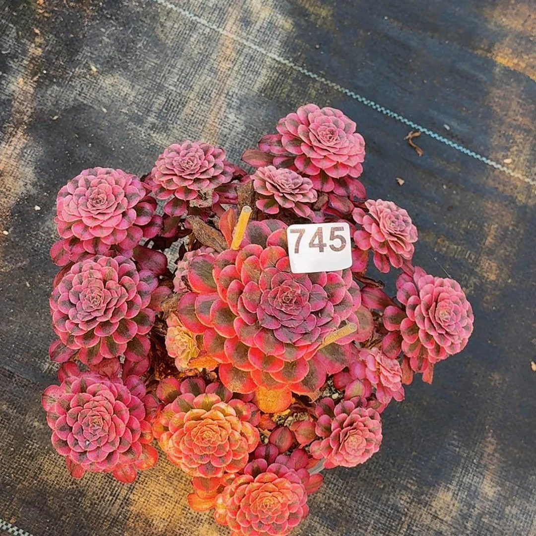 745红铜超白半木质桩