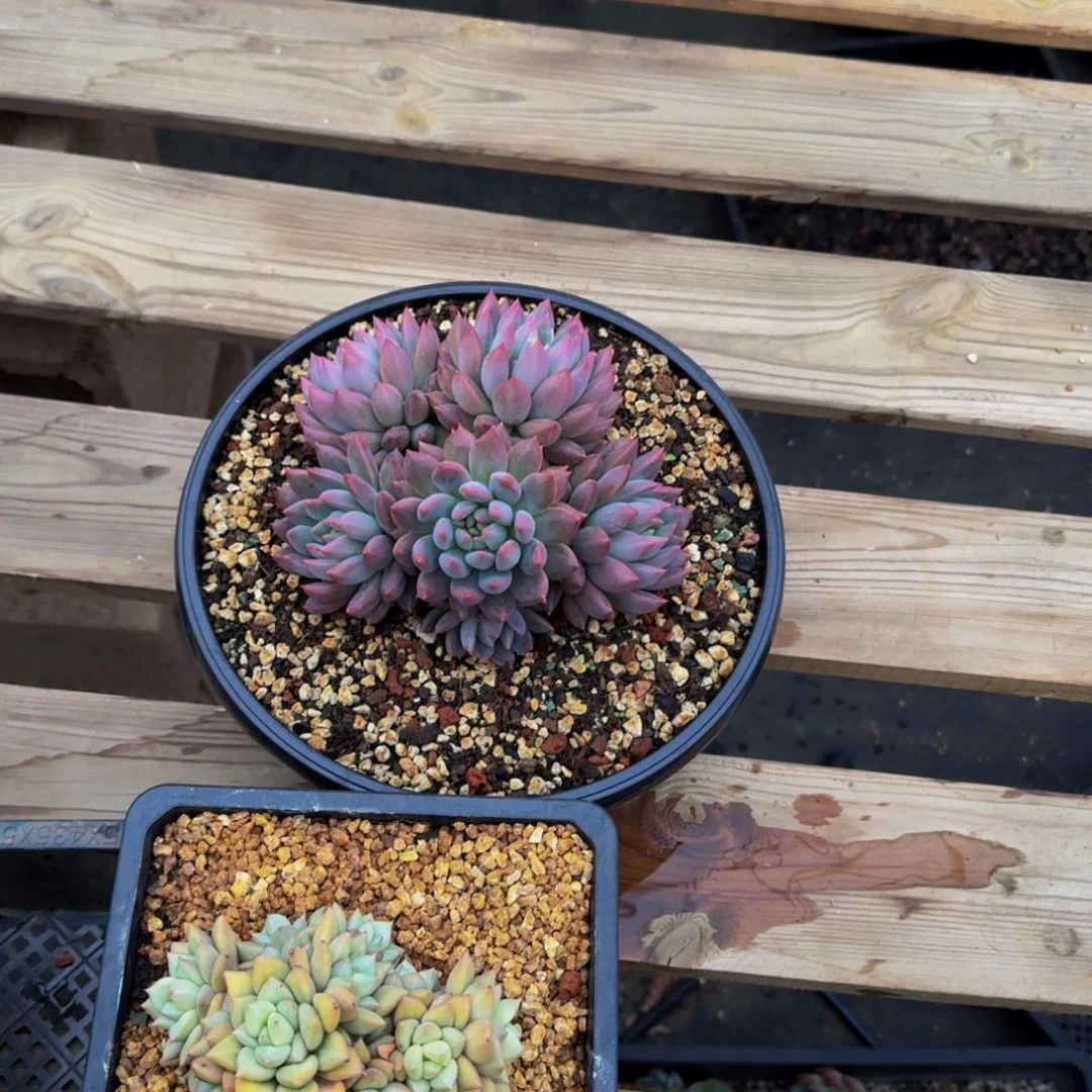 炸****登野猪美人杂寄养