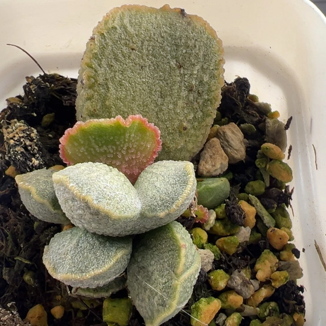 凤羽大苗多肉植物水泡