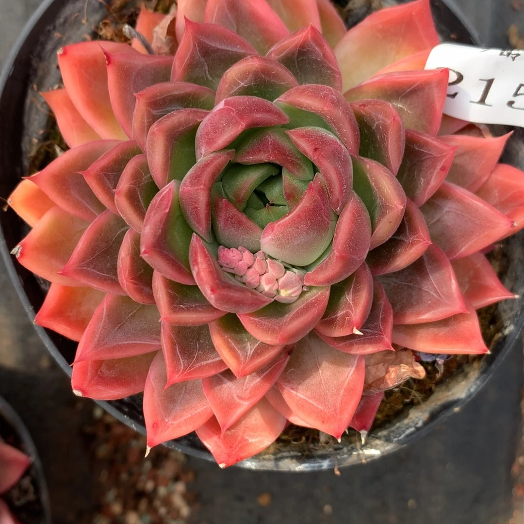 2152杂交精品基地9厘米