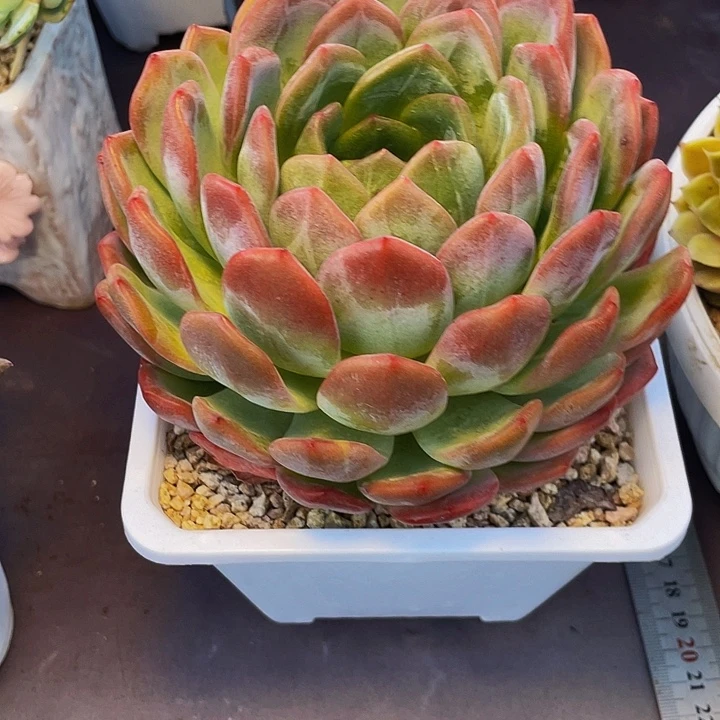 暧***)多肉植物发货杂交