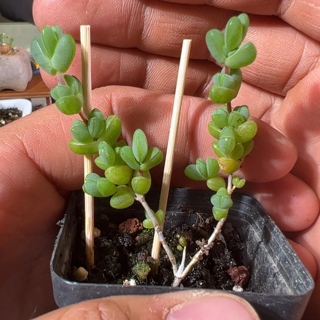 元宝55杯老桩福利