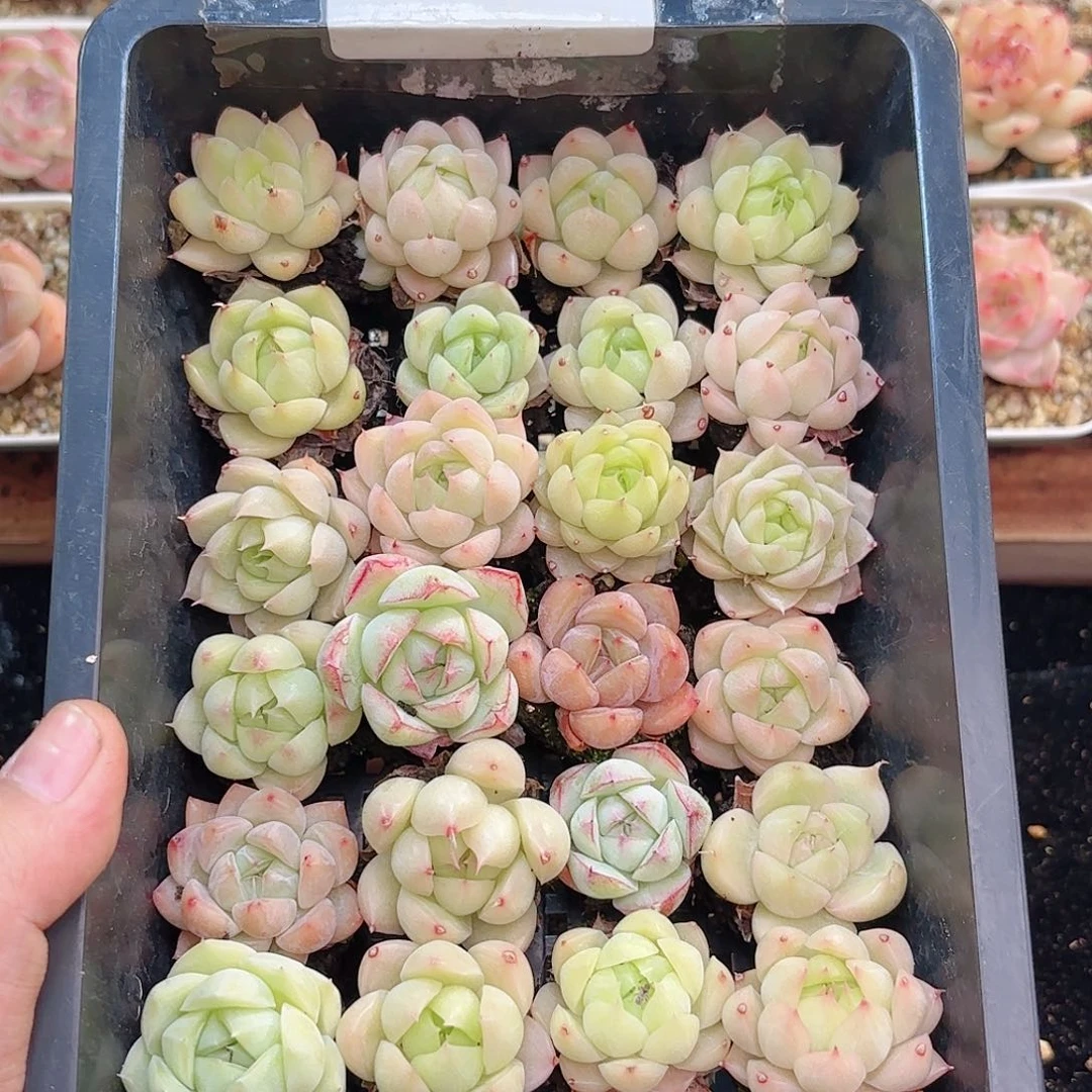 如圖品質不低於20顆 新疆西藏內蒙不發貨 麥幹多