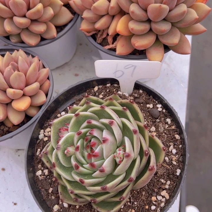 健健康康平平安安