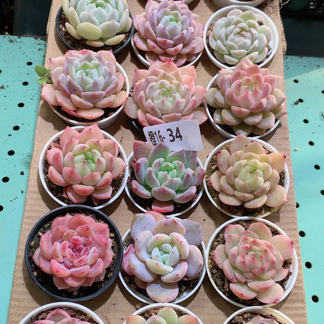 16-34一物一拍带盆18颗