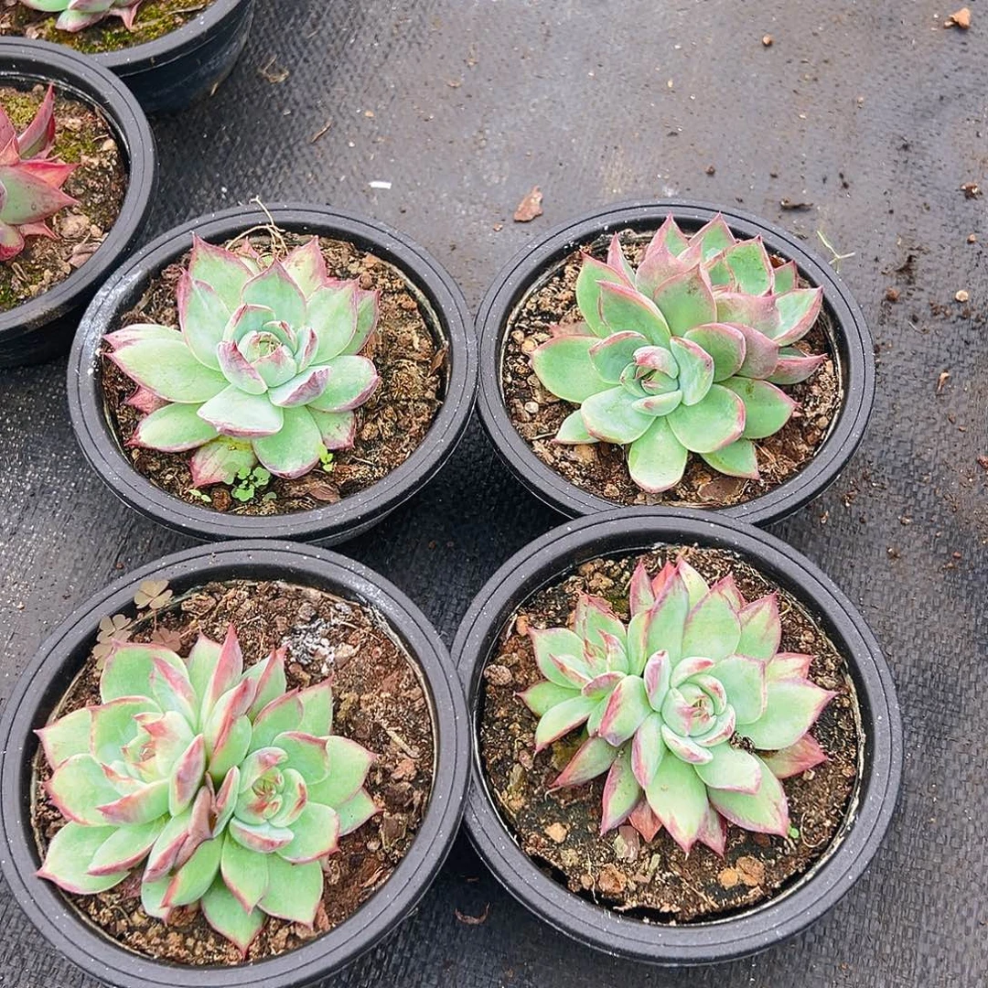 多肉植物惊鸿仙子四个