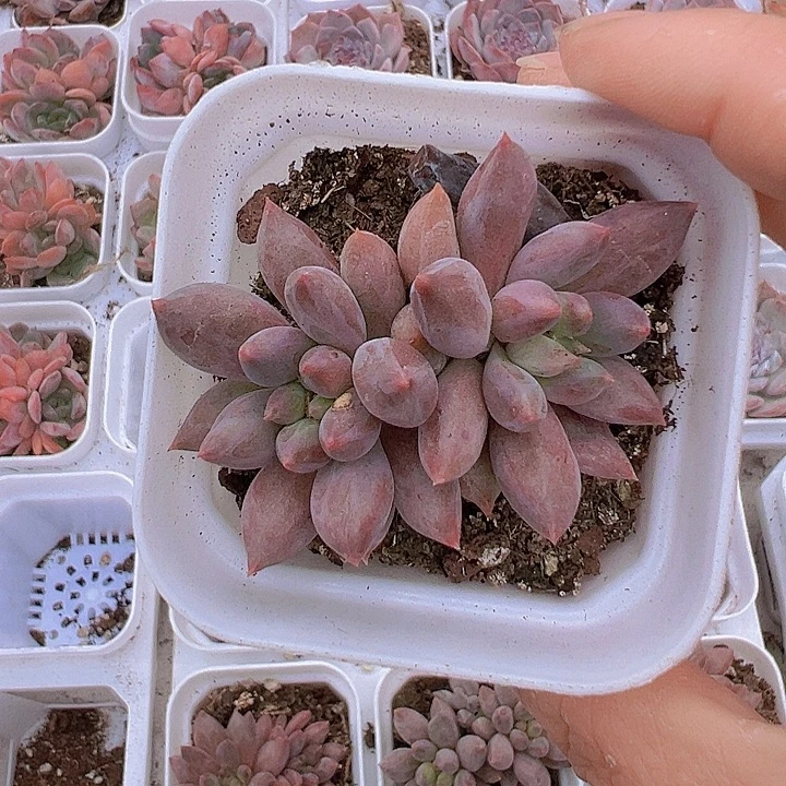 红里子19包邮多肉植物