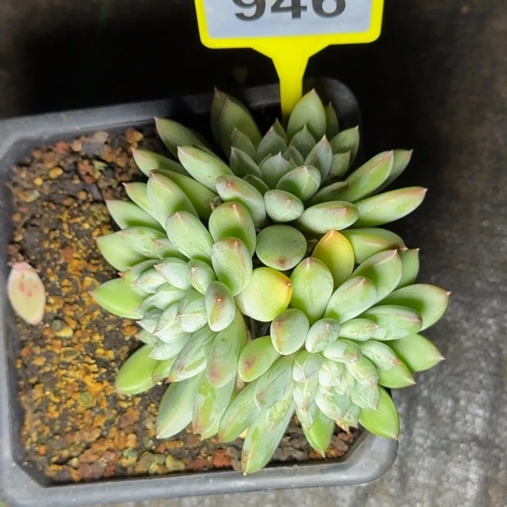 多肉植物杰弗里利946