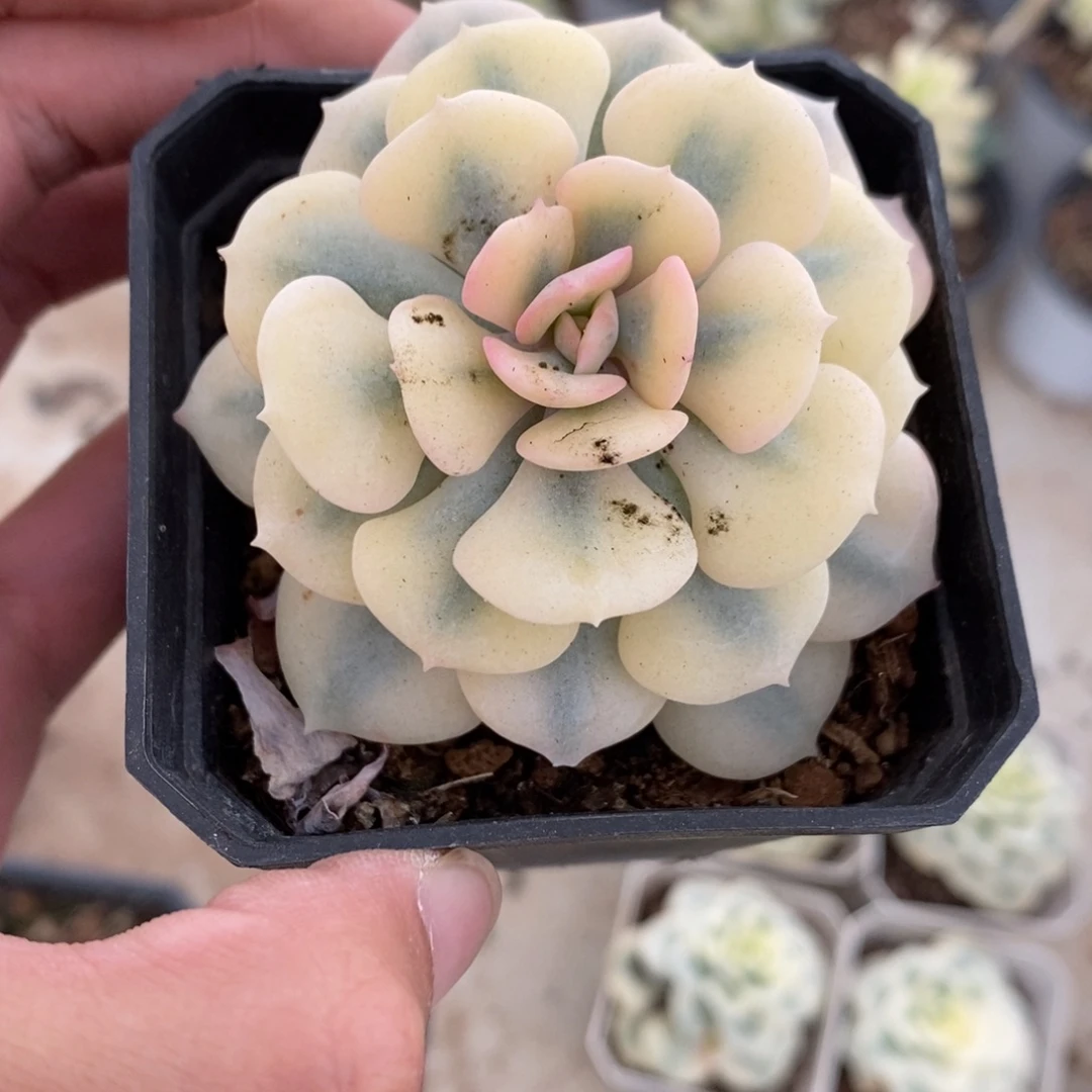 雪精灵多肉植物8539