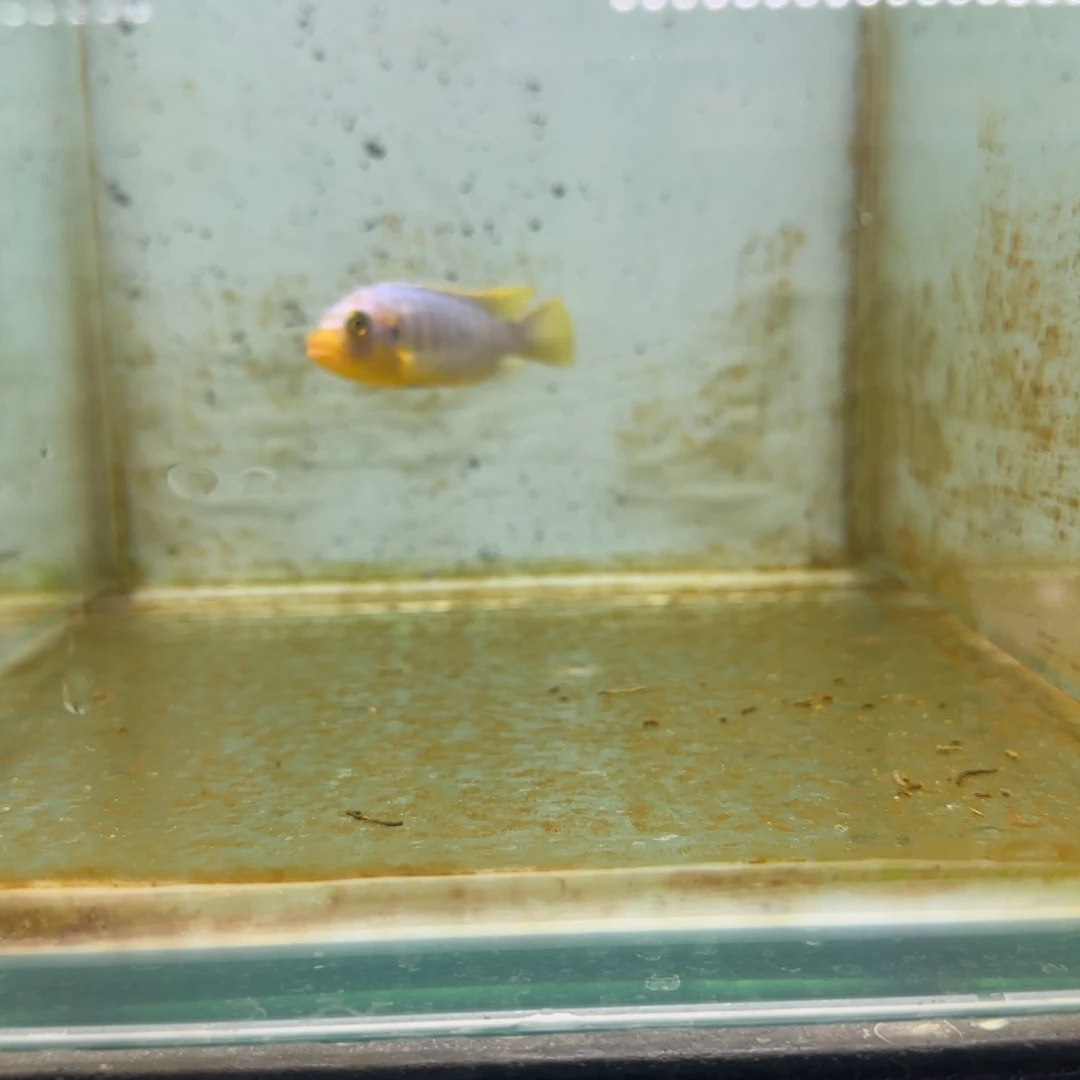 慈鲷心*海克里索1155