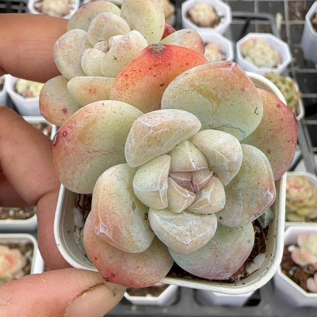 多肉小卡拉米糖心一物一拍