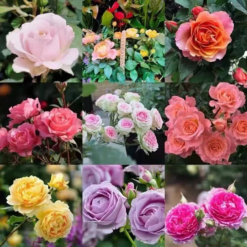 【单色树状月季大花浓香型】一物一拍专属链接洋桔梗