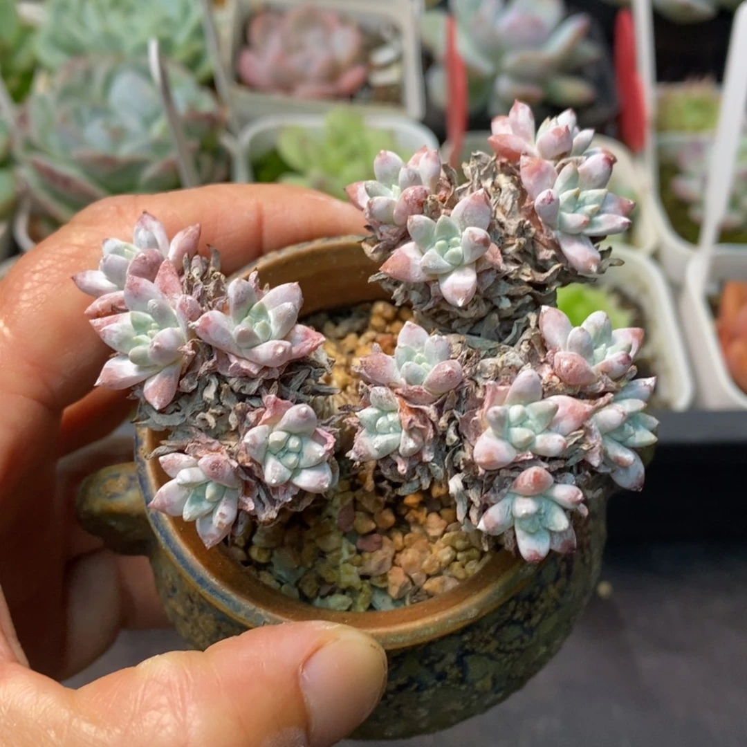 精品多肉一物一拍不包整27