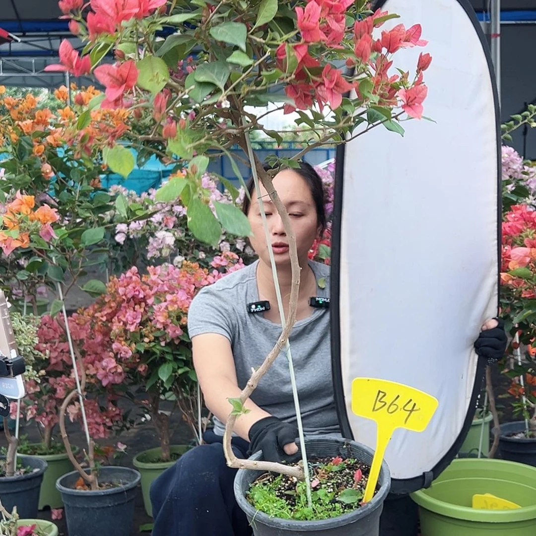 辣***菜大部分花苞少量开放B64伊莎贝拉酒红