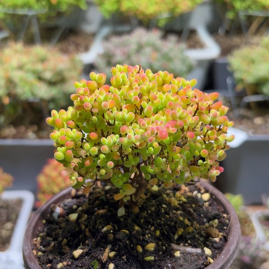 枝干番杏密橘糖球136