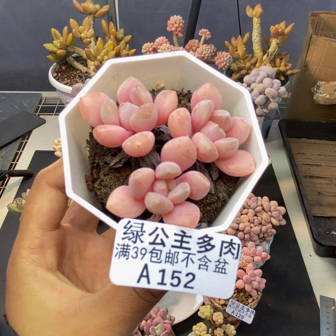 152粉桃花多肉4c m