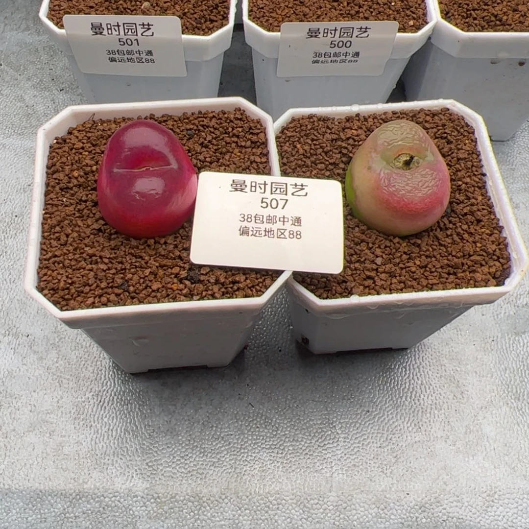 吻*2.11毛多肉植物507