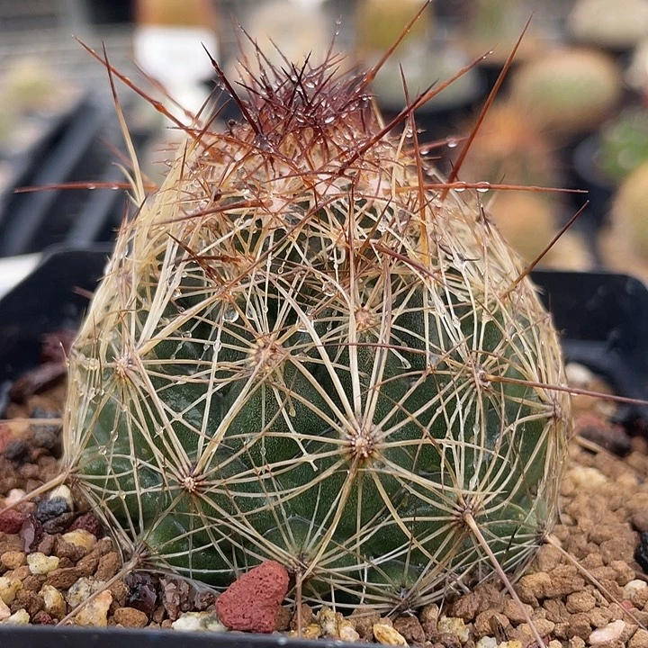 黑苍实生裸根发货