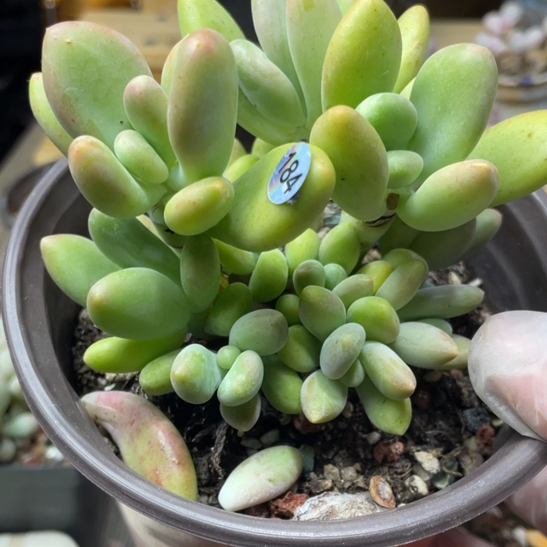 芒果美人群生多肉植物