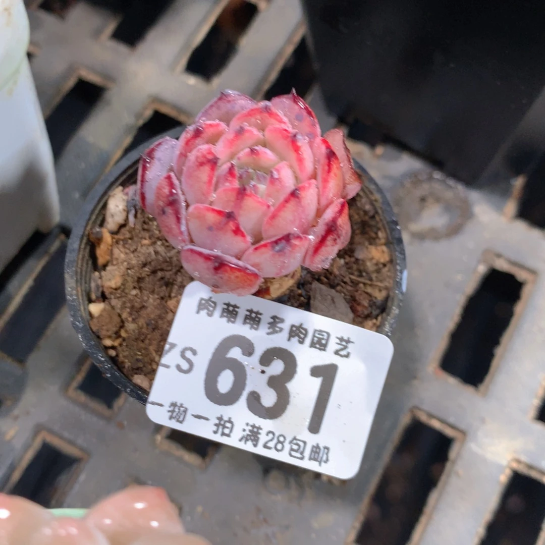 5CM拇指盆精控多肉ZS631