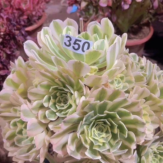 静**远多肉植物一个