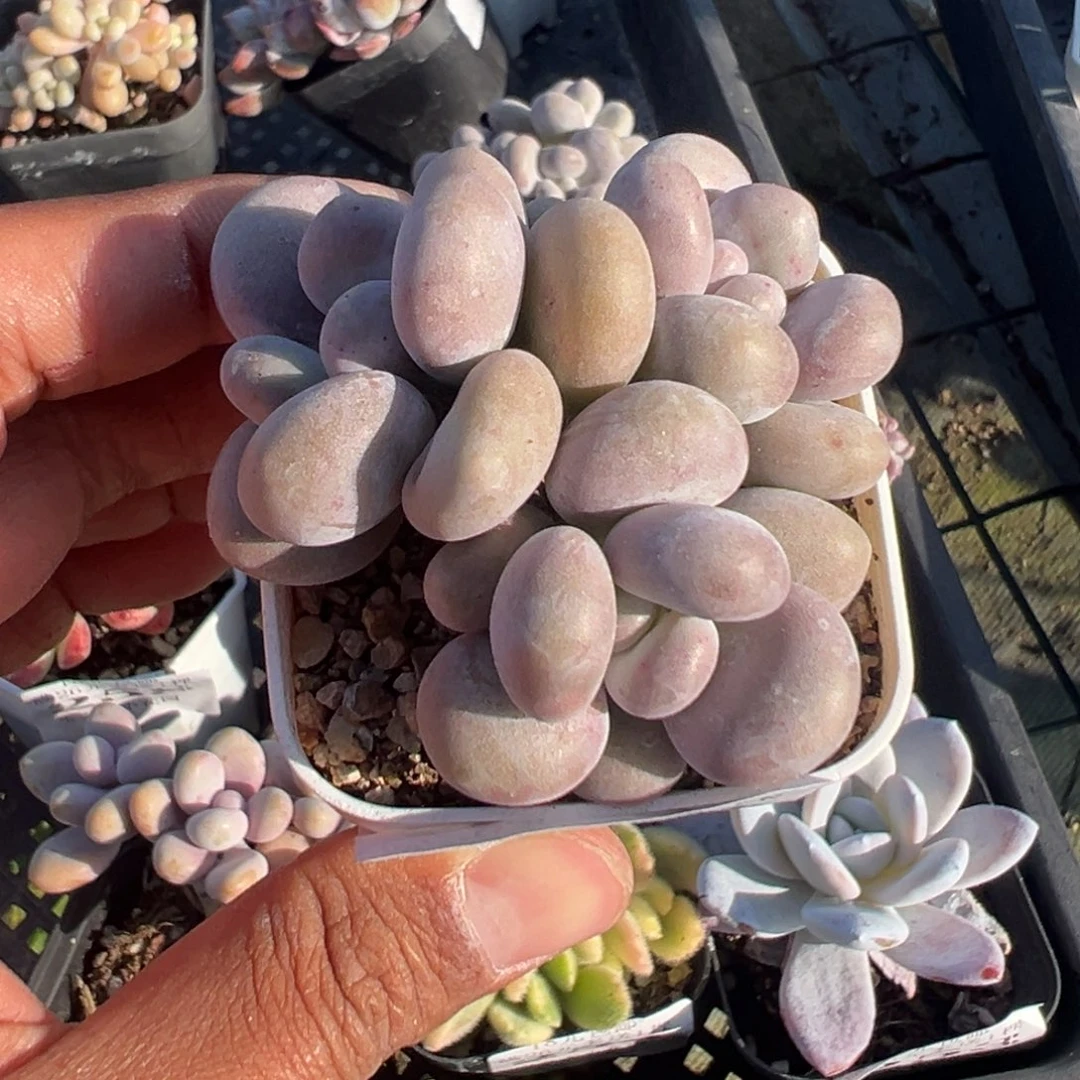 260号三头奶酪一物一拍满18包邮