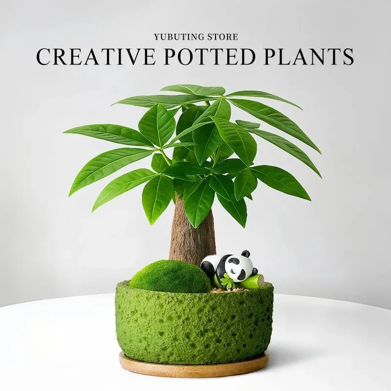 发财树小盆栽招财绿植室内盆栽办公室桌面耐阴创意植物送礼