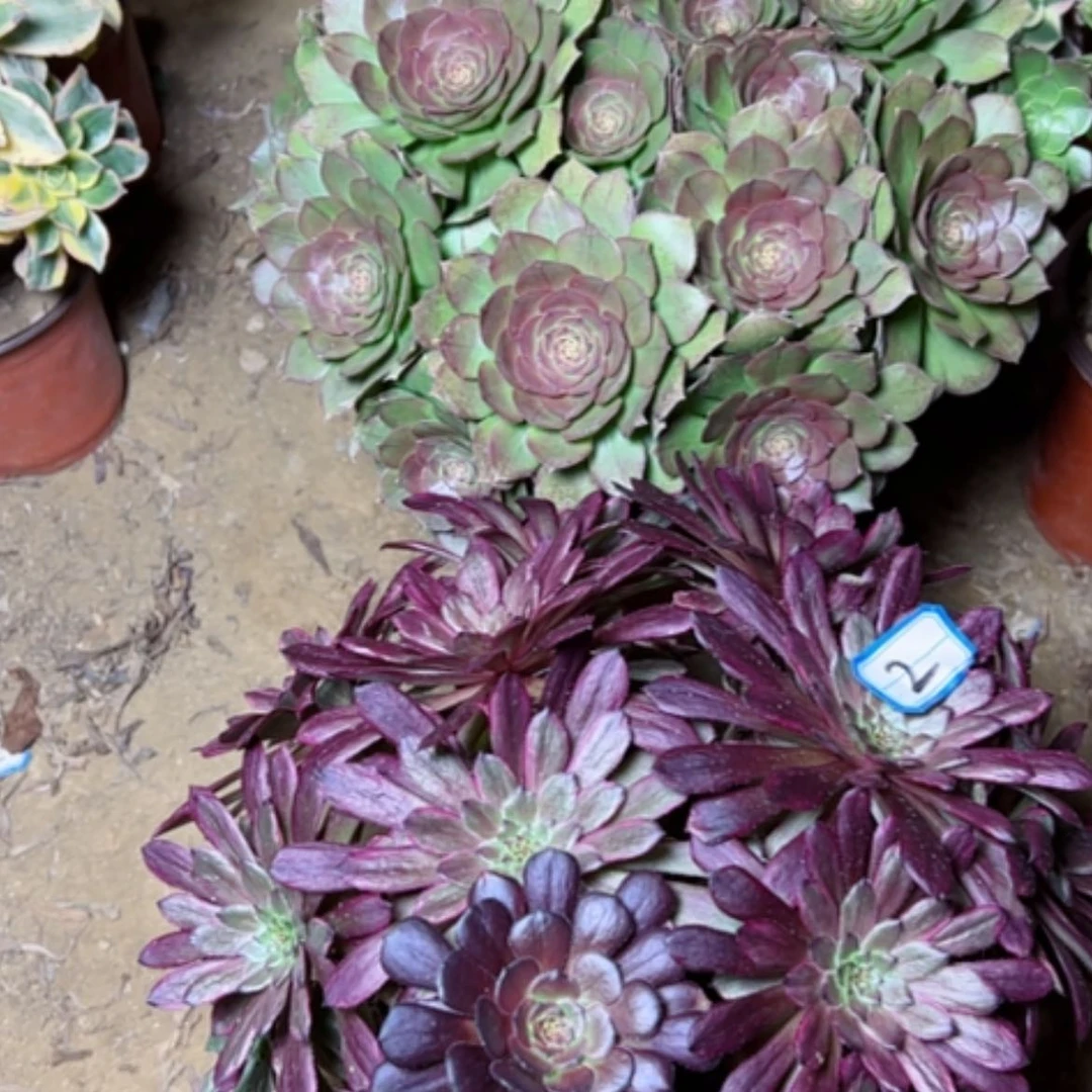 【闪购商品】方****方多肉植物两个2