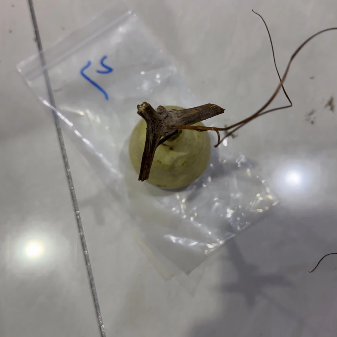 拾***年青皮不包成青皮不包成