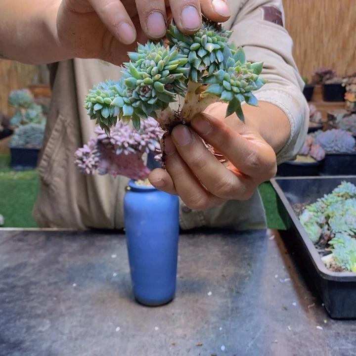 我****467 号冰魄多肉植物