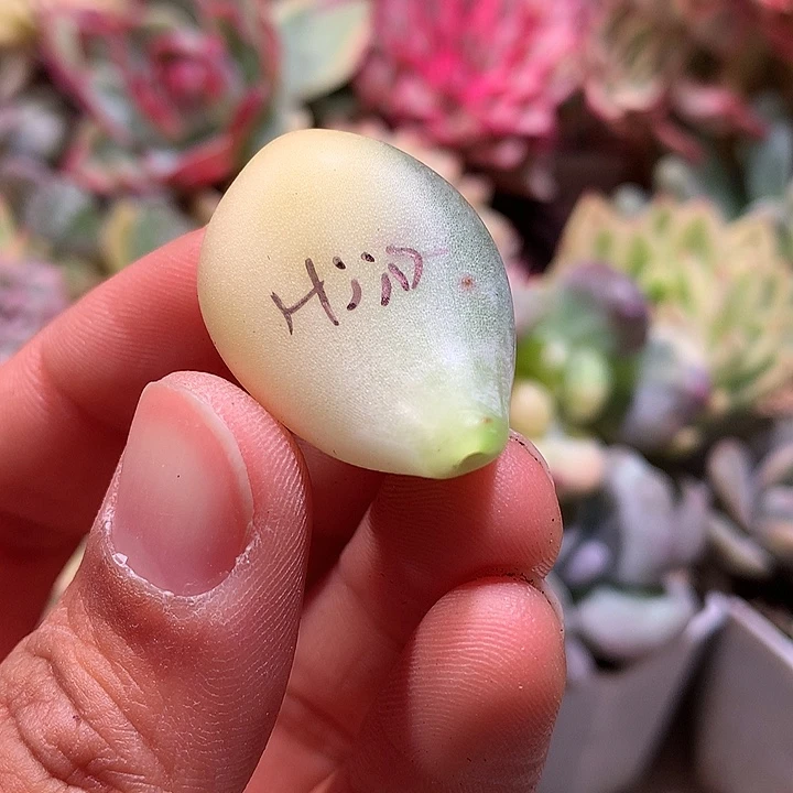 黄金鸡蛋大叶奶叶片