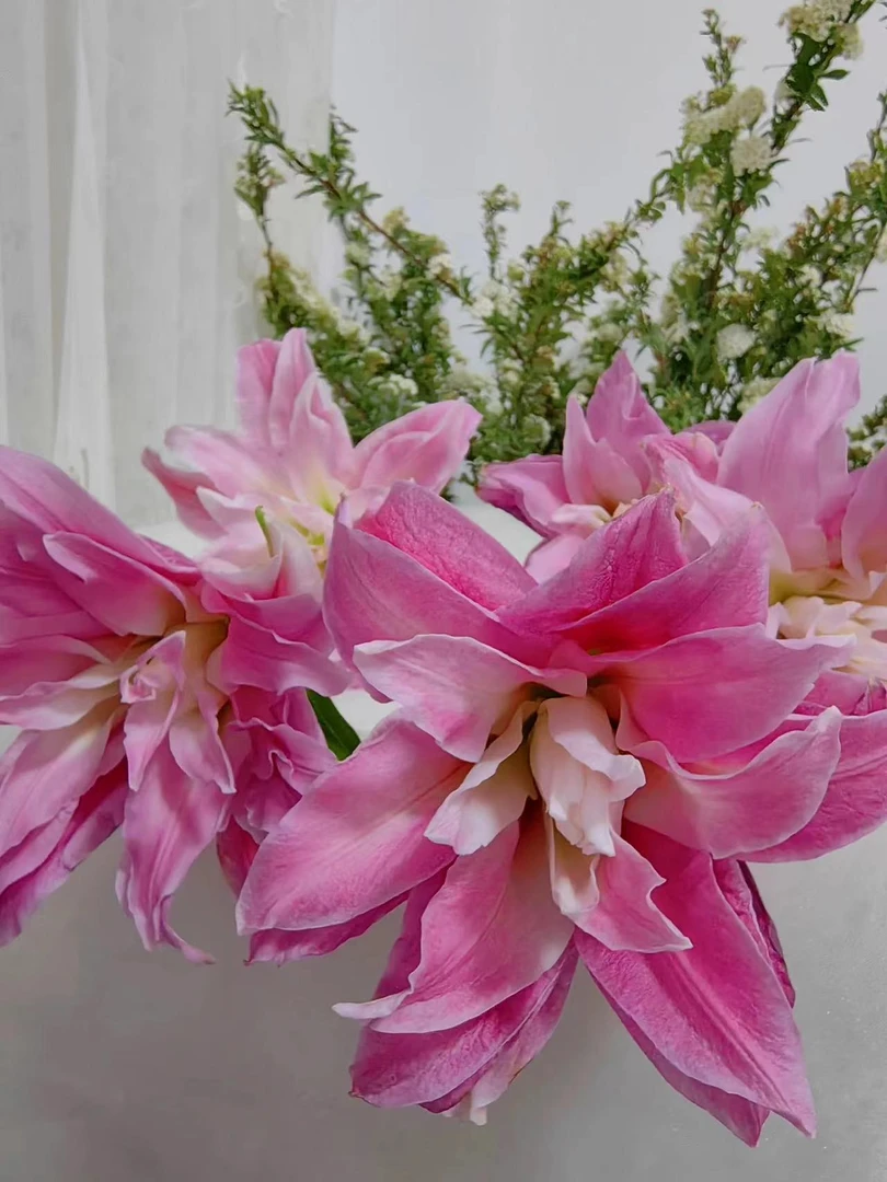 四季可种1颗12/14【红丝带】庭院阳台重瓣香水百合种球