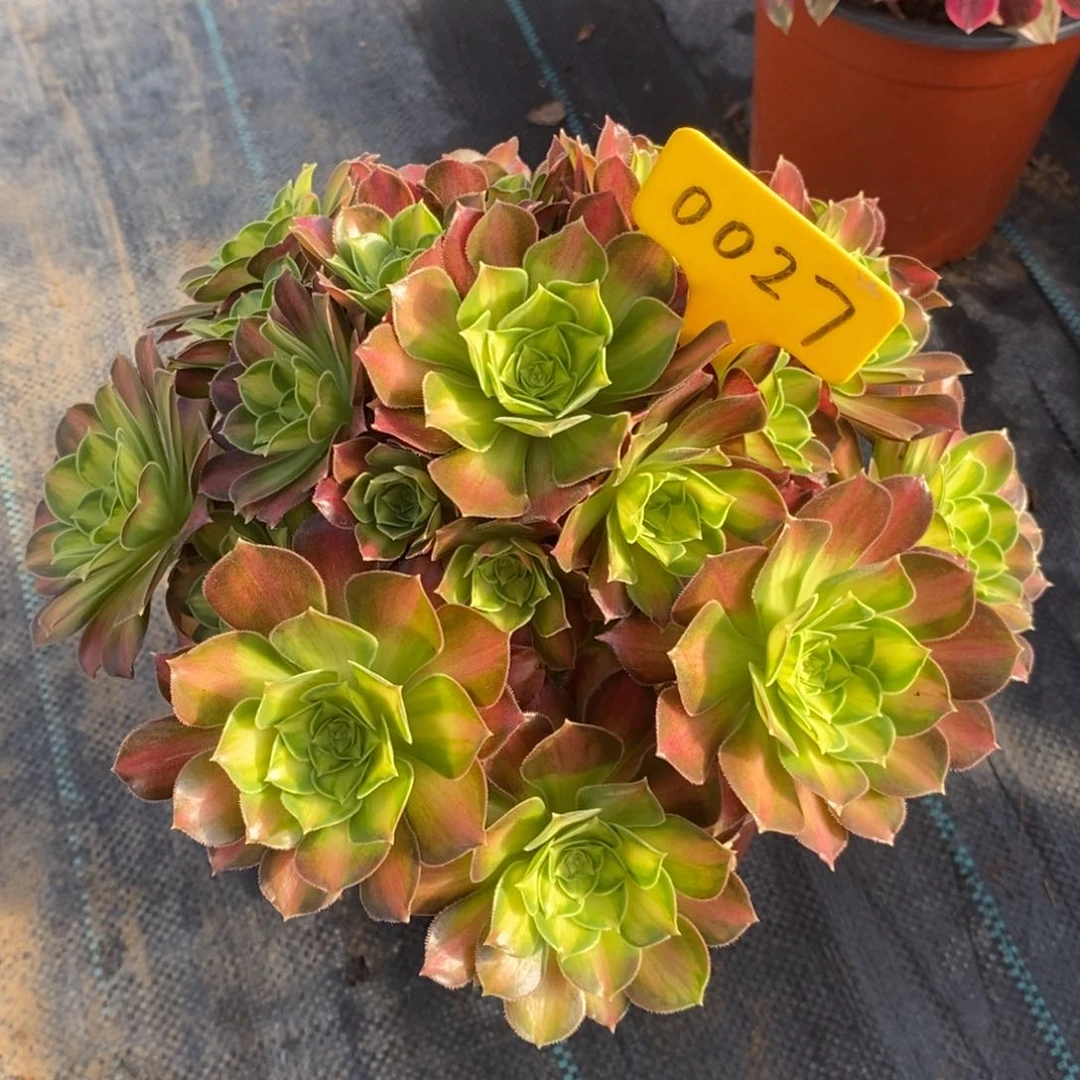 0027韶华一物一拍