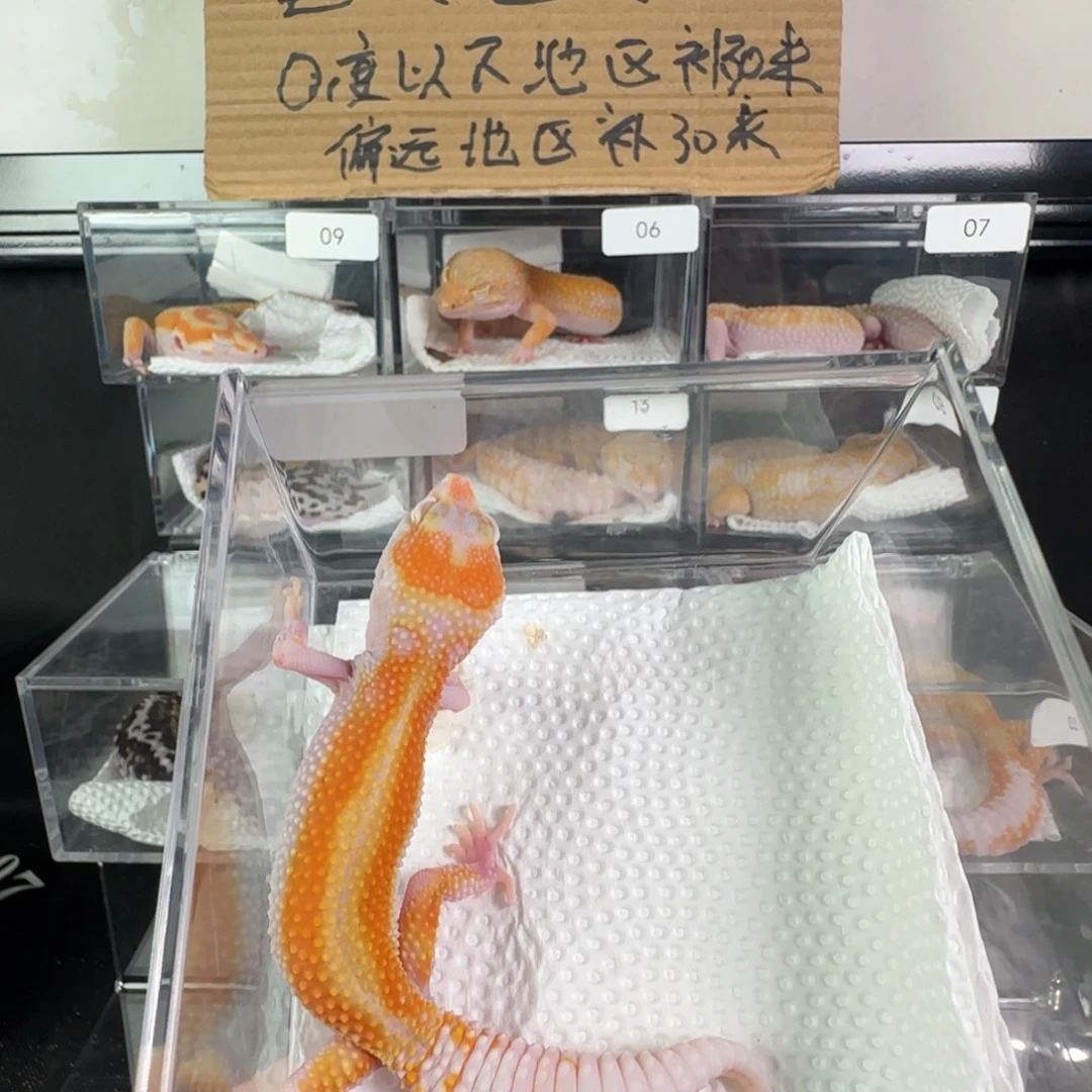 豹纹守宫白黄蜡笔直线暴龙弟弟一只