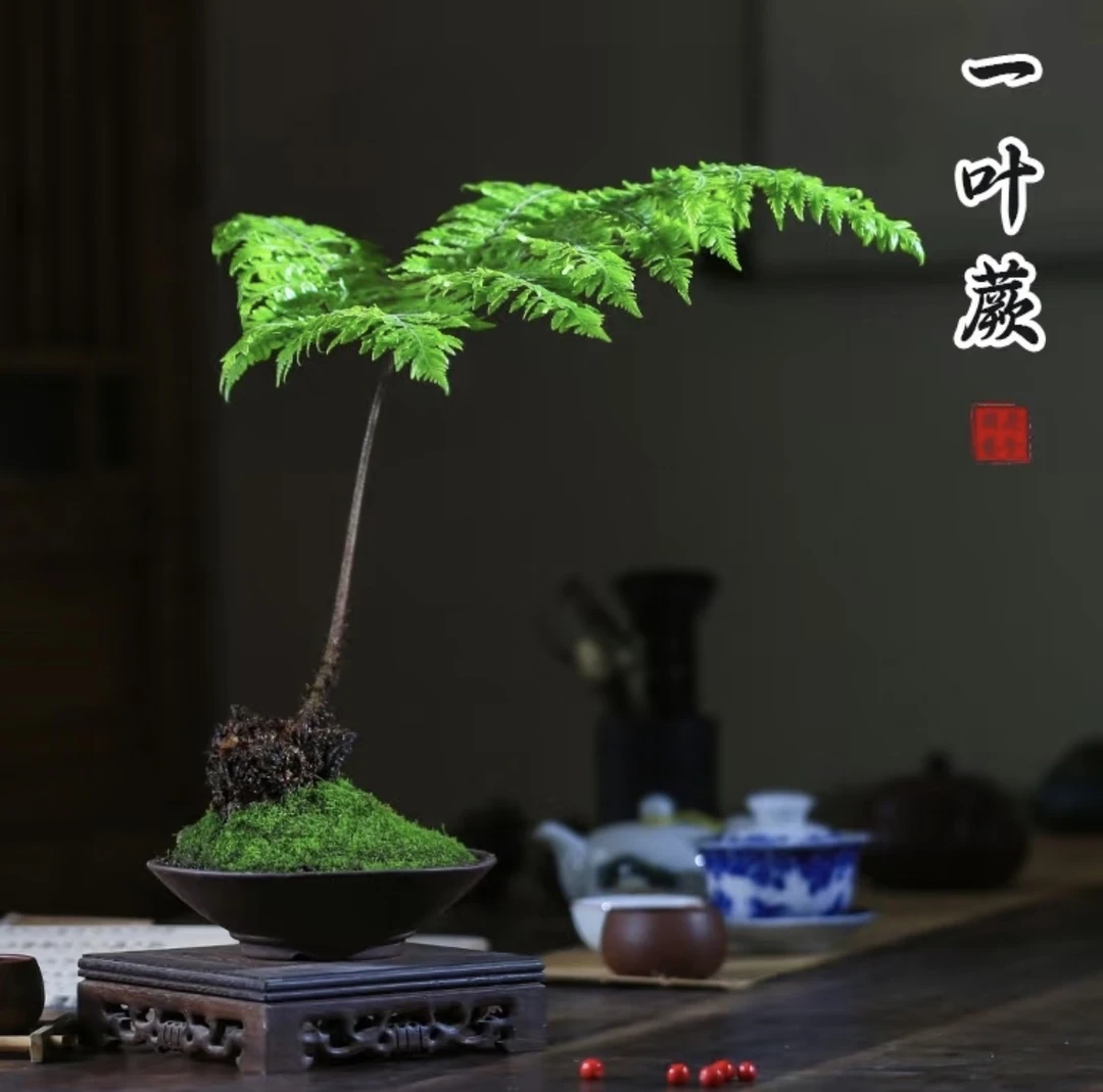 【红麟蕨】直播间一物一拍专用链接