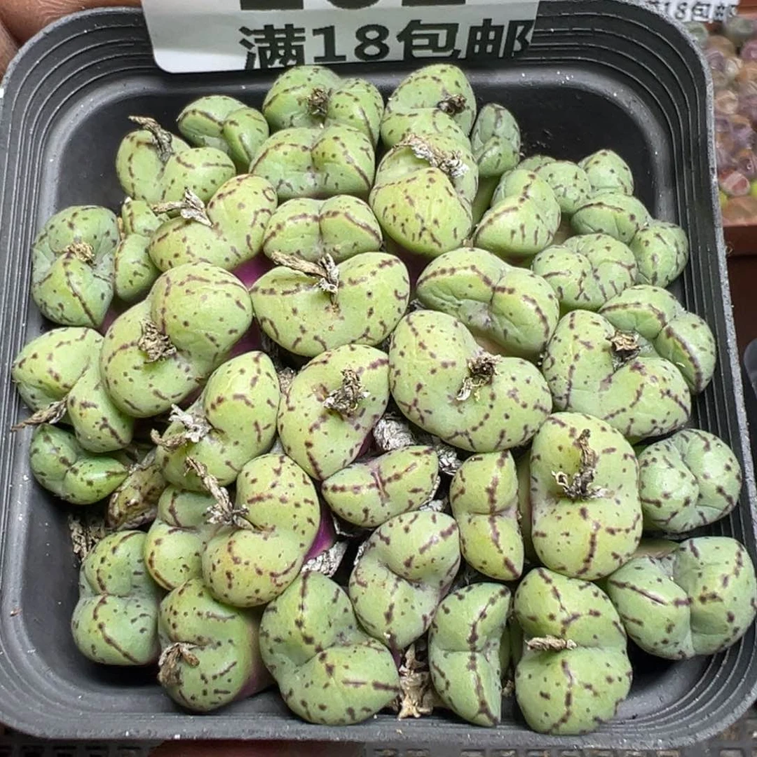 【闪购商品】 262。